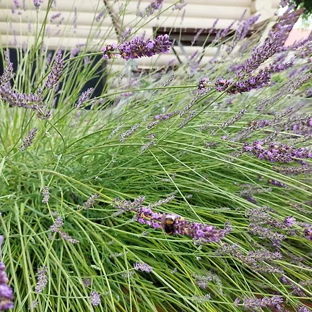 Blockhaus Elana Hébergement de vacances *