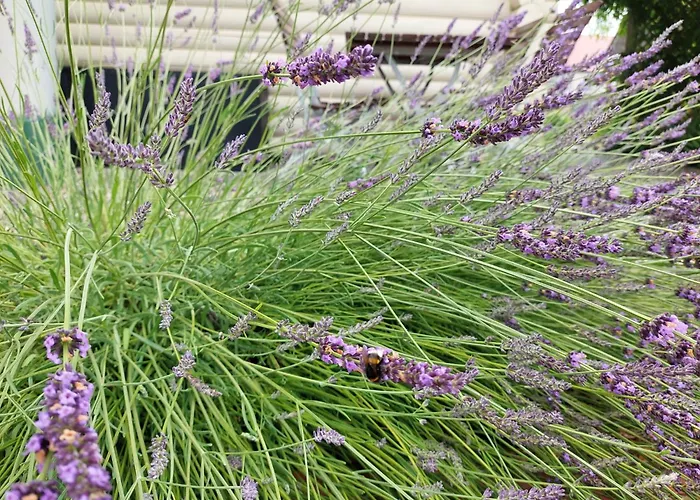 Blockhaus Elana Nyaraló *